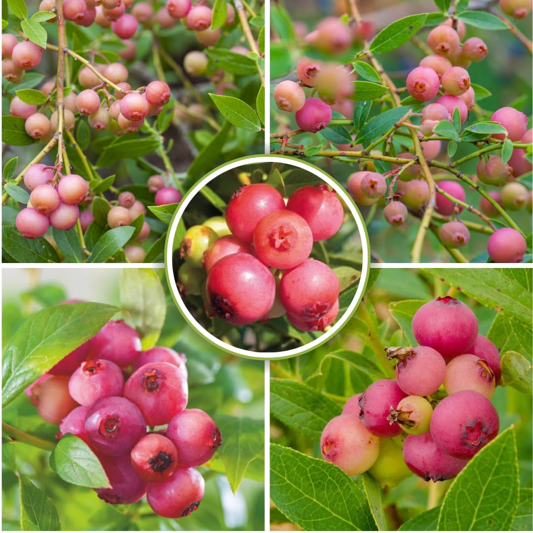 Pink Lemonade Blueberry Bush Live Plant, 1-2 Ft Tall, Hardy Blueberry Plant in 1 Gallon Pot, Well-Rooted Fruit Plant, No to CA