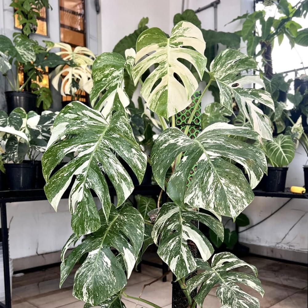 Philodendron Plant Live, Rare Tropical Variegated Live Indoor Houseplant, Starter Plants No Pot, 5-9" in Tall (Monstera Thai Constellation)