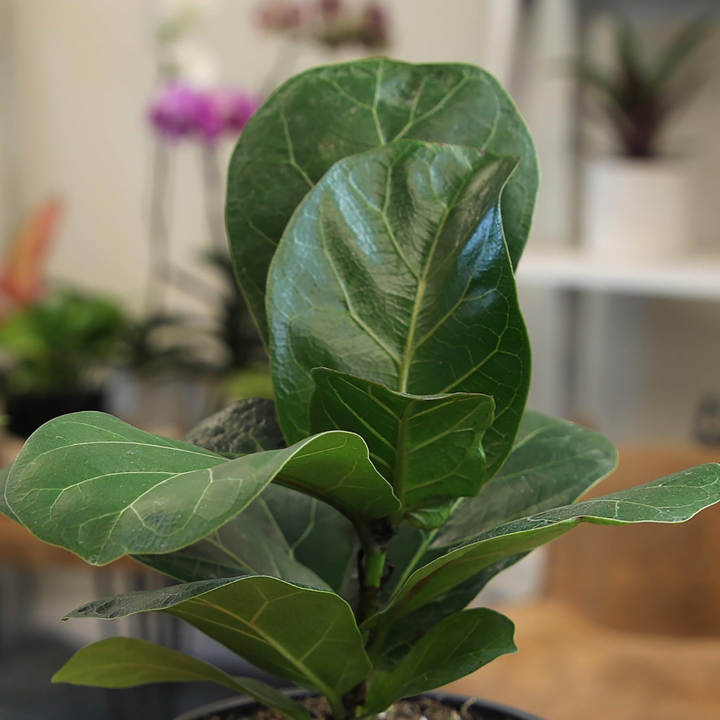 Altman Plants Fiddle Leaf Fig Ficus Tree Live Plant Decor, Real House Plant with 4 Inch White Plastic Plant Pot, Desk Plant & Office Plant, Grown in Indoor Plant Potting Soil Mix, Easy Plant Gift