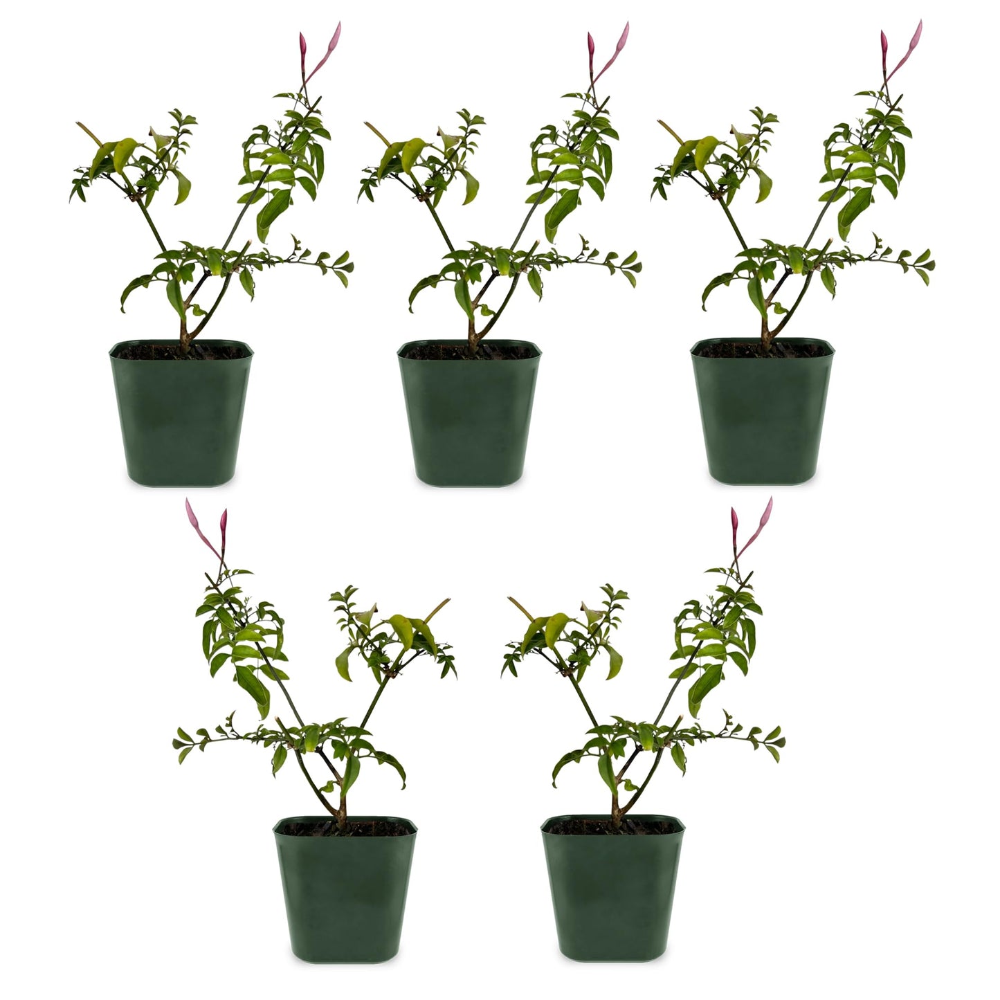 Generic Mini Pink Jasmine Vine, Fragrant and Live Houseplant, 2 Inch Pot, Jasminum Polyanthum (5)
