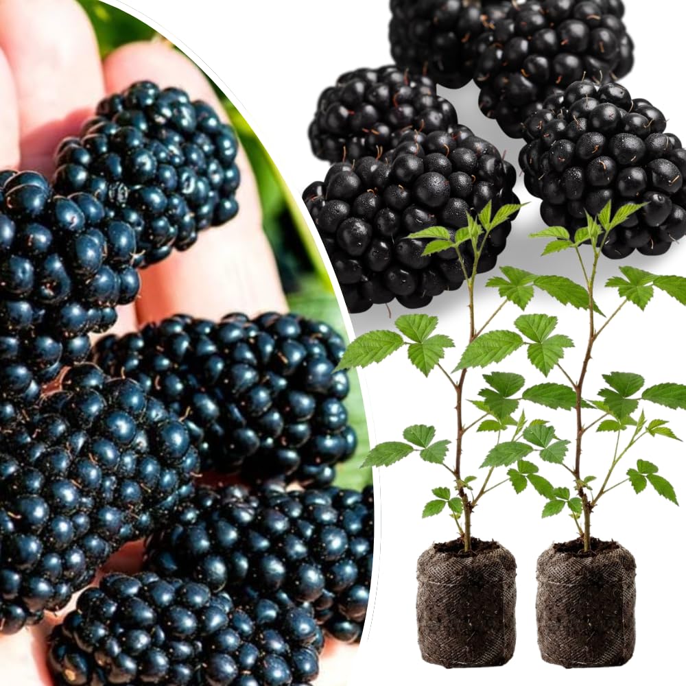 Pack 2 Thornless BlackBerry Plants Live to Grow 4 to 8 Inch Tall, BlackBerry Bush Live Plant, Sweet Blackberries Fruit Tree Indoor Outdoor (Navaho BlackBerry)