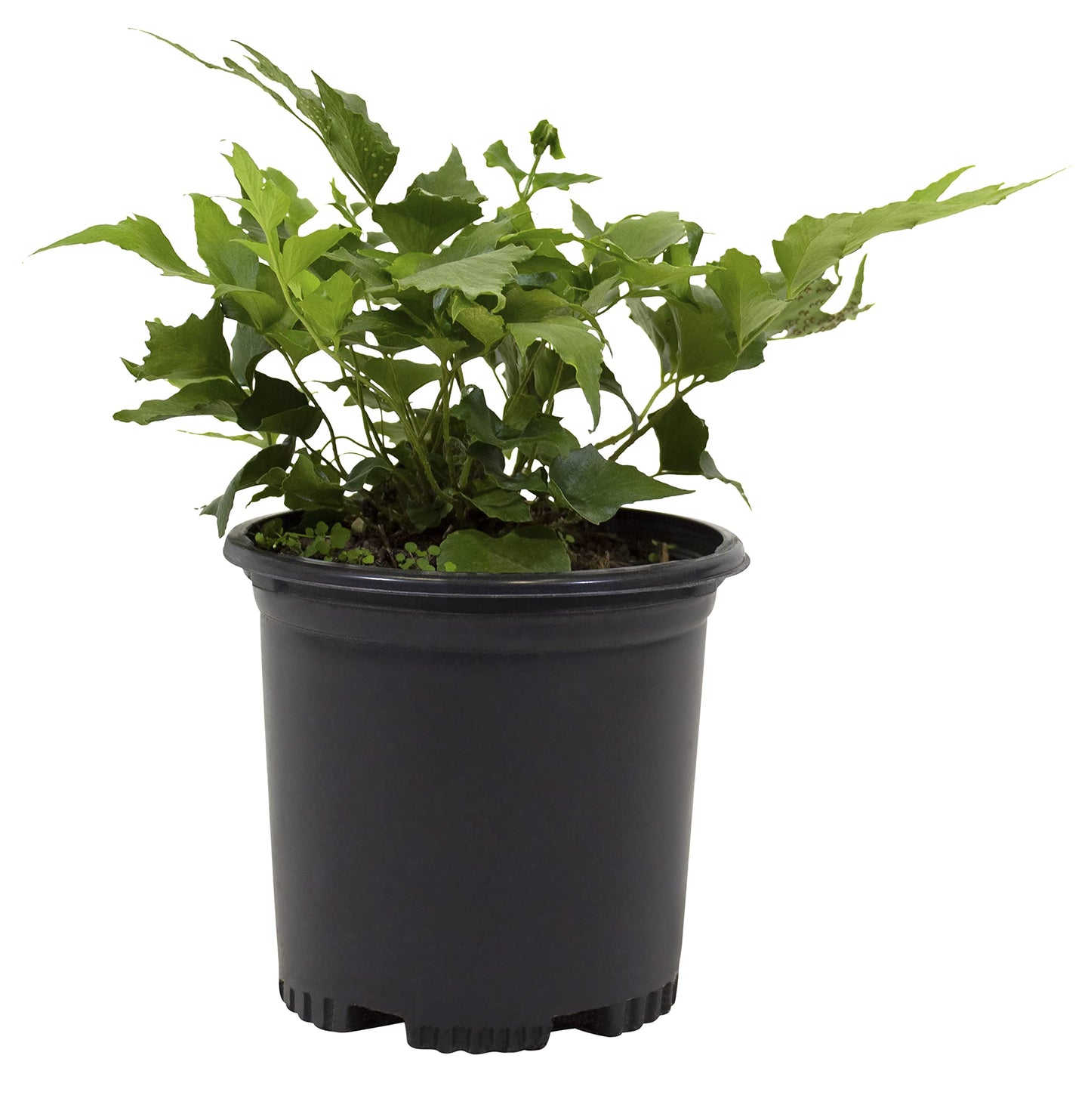 Holly Fern Plants Live Houseplants, Ferns Live Plants Indoor Plants Live Houseplants, Live Fern Plant Low Light House Plants Indoors Live Outdoor Plants and Flowers, House Plant by Plants for Pets