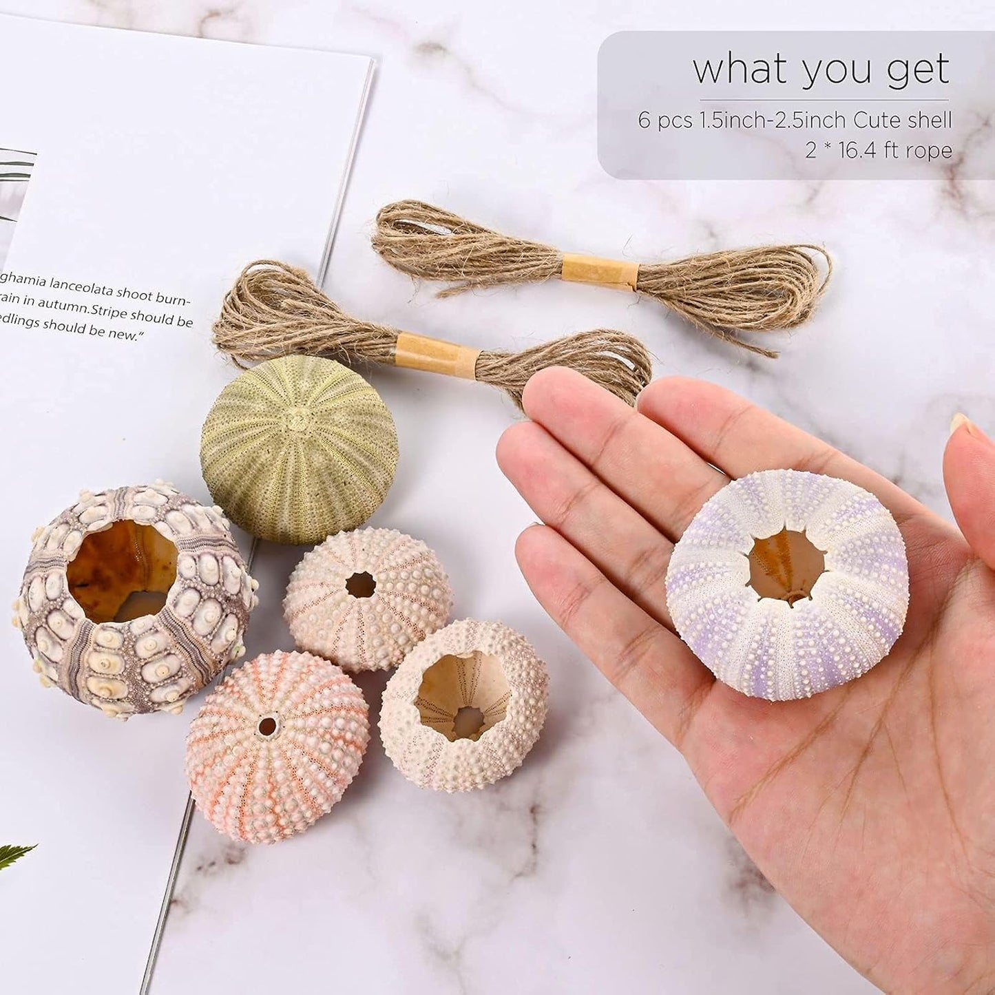 Woosytoo Hanging Air Plant Holders 6PCS – Mini Sea Urchin Shell Hanger Pots for Tillandsia & Succulent Display, Coastal Home & Garden Wall Decor, Indoor Outdoor Hanging Planter Set