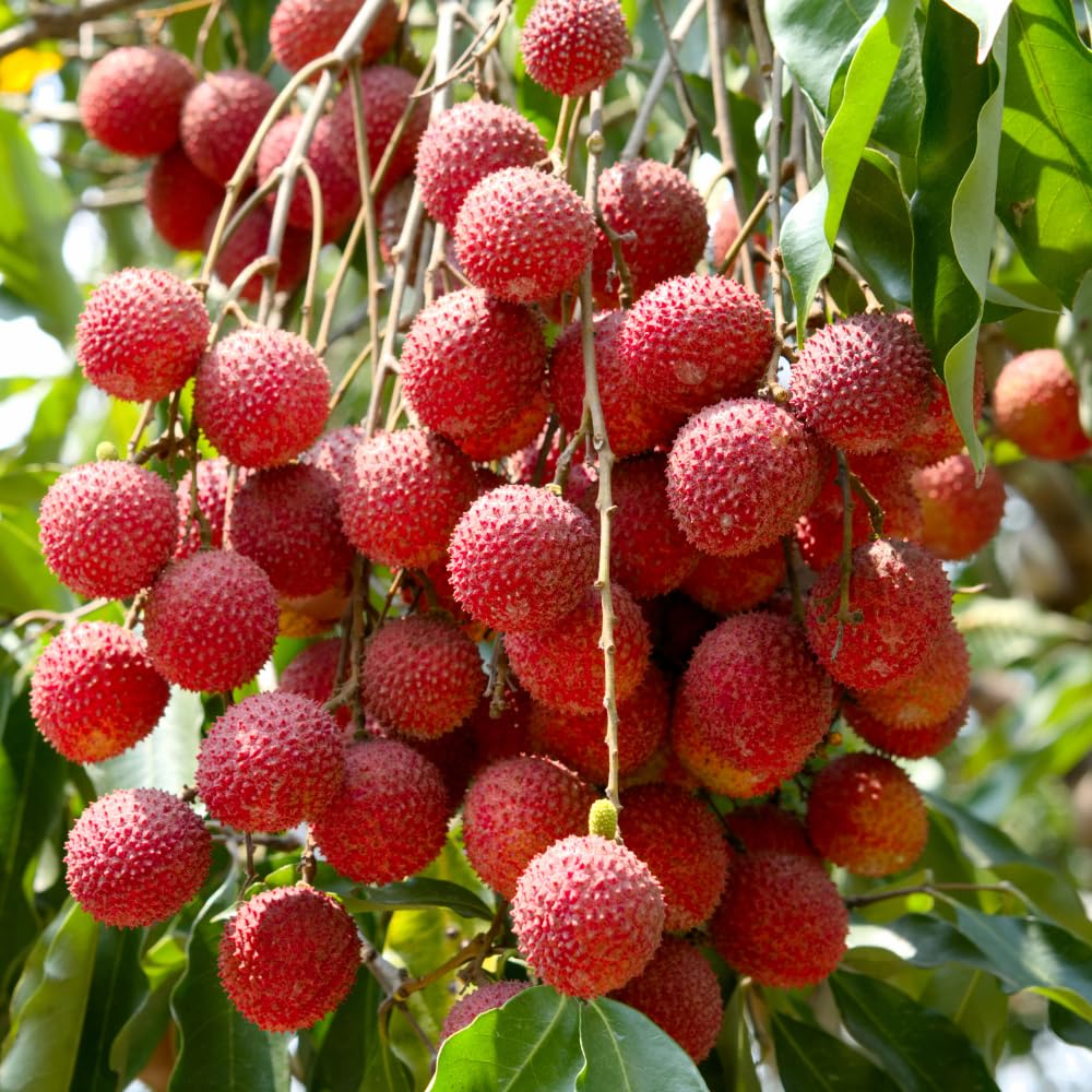 Lychee Tree Plant Live, Lychee Fruit Tree 2-3 Feet, Outdoor Garden Planting, No Ship CA
