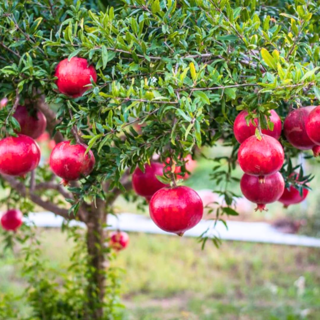 2 Fast-Growing Pomegranate Trees Live Plants, Cold Hardy, Spring Planting, Starter Size from 4 to 8 Inc, Sweet Fruit Tropical Plant