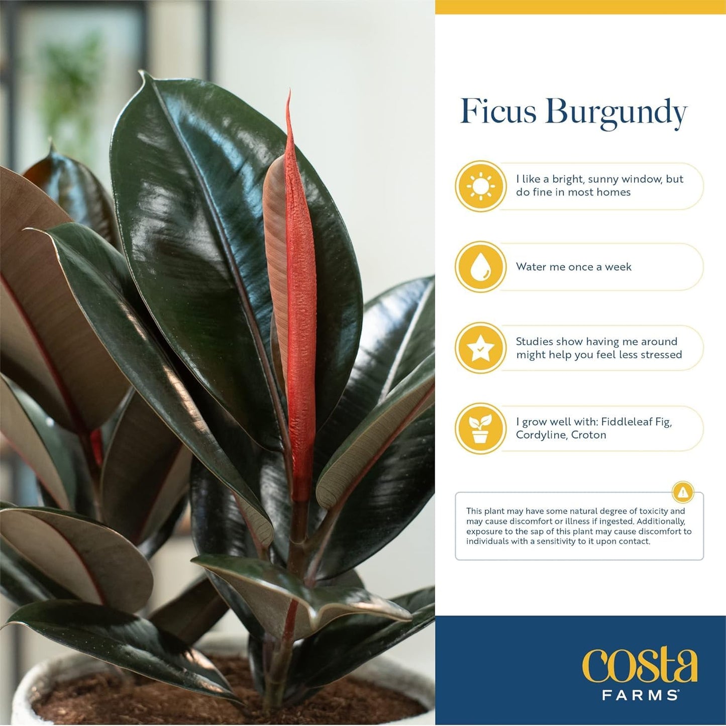 Costa Farms Burgundy Rubber Live Plant in Decorative Pot, Air Purifying Large Indoor Houseplant, Perfect for Home, Room, or Office Decor, Great House Warming or Birthday Gift, 2-3 Feet Tall