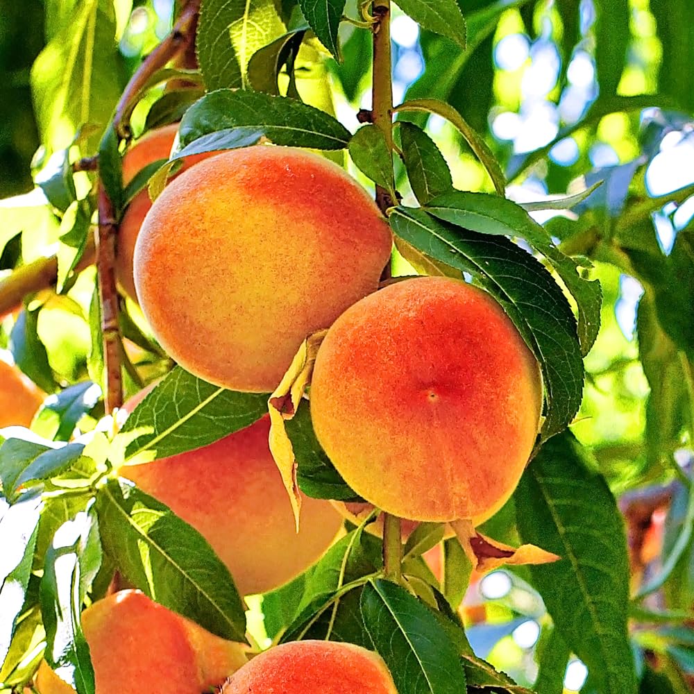 Red Haven Peach Tree, Freestone Pit, Heavy-Bearing, Cold Hardy, 1 gal Nursery Pot, 1-2 ft Tree Height (Due to Agricultural Laws, we Cannot Ship to CA, AZ, AK, or HI), 2 Trees
