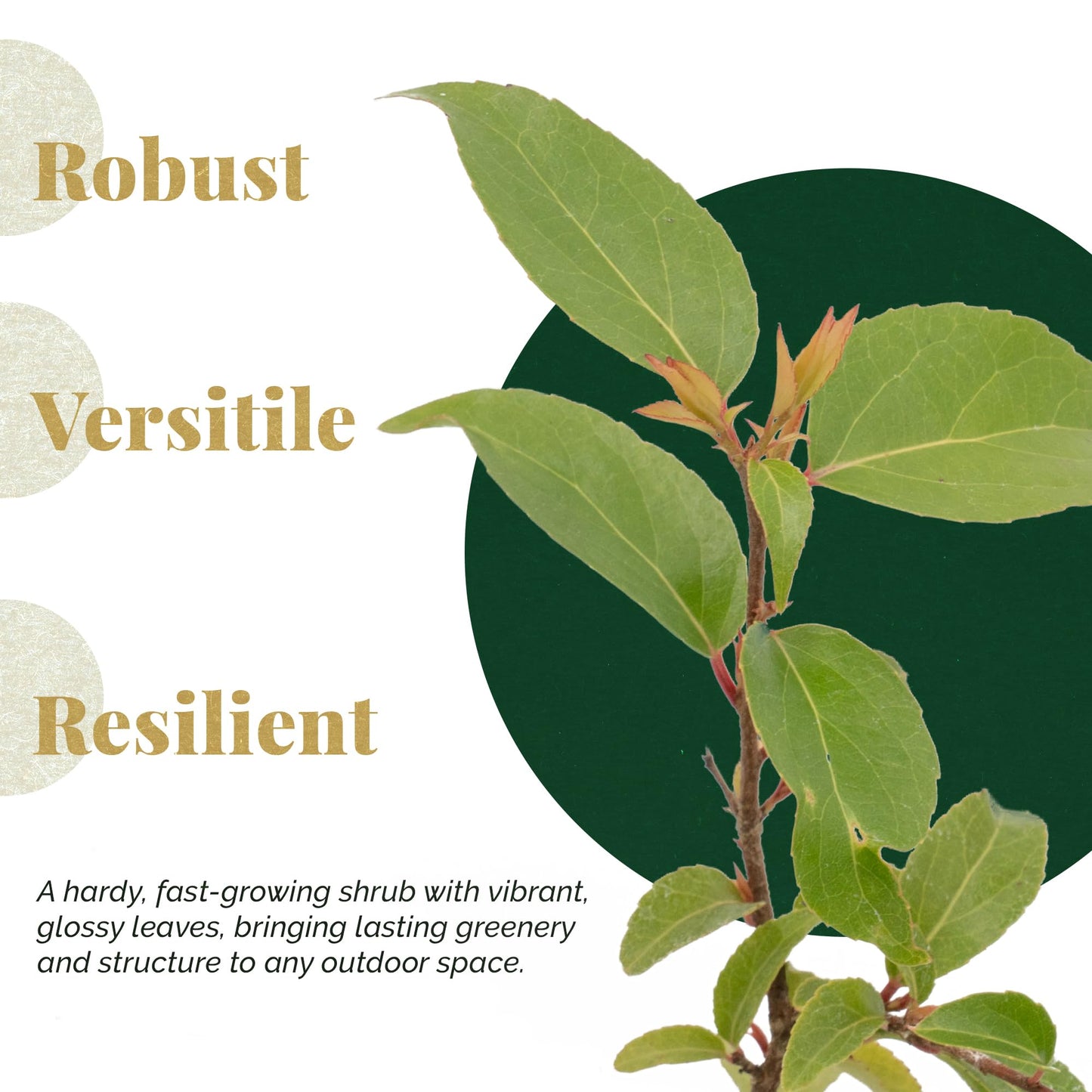 2 Xylosma Congestum, Live Plants – Shiny Xylosma in 2.5” Nursery Cubes – Fast-Growing, Low-Maintenance Evergreen Shrub for Hedges & Landscaping