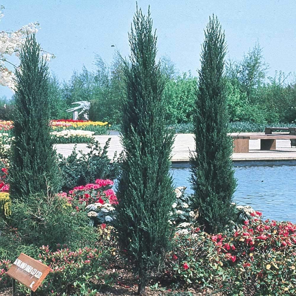 Skyrocket Juniper | 1 Live 4 Inch Plant | Juniperus Scopulorum | Evergreen Privacy Screen, Fast Growing Landscape Tree, Low Maintenance Garden, Ornamental Foliage, Drought Tolerant Plant