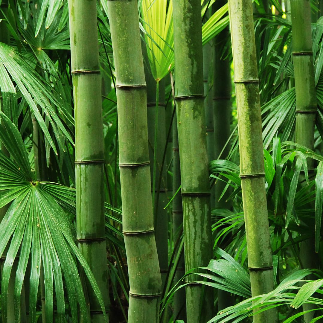 500+ Fresh Giant Bamboo Seeds for Planting - Quick Growth and Winter Hardy Privacy Screen, Good for Environment