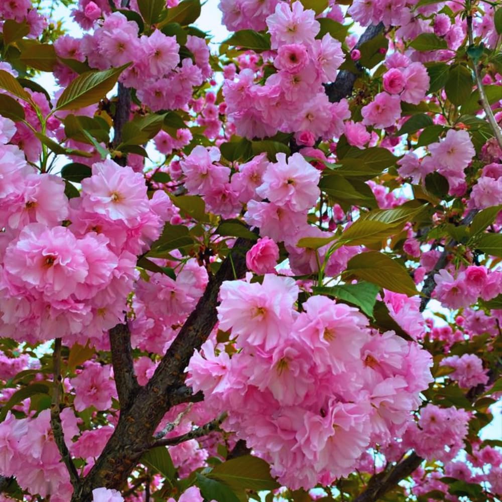 Flowering Almond Plants Tree Live, 7 to 11 Inc Tall, Flowering Plum Bush Live Plant Ornamental Plant Double Pink Flower, Quart Pot