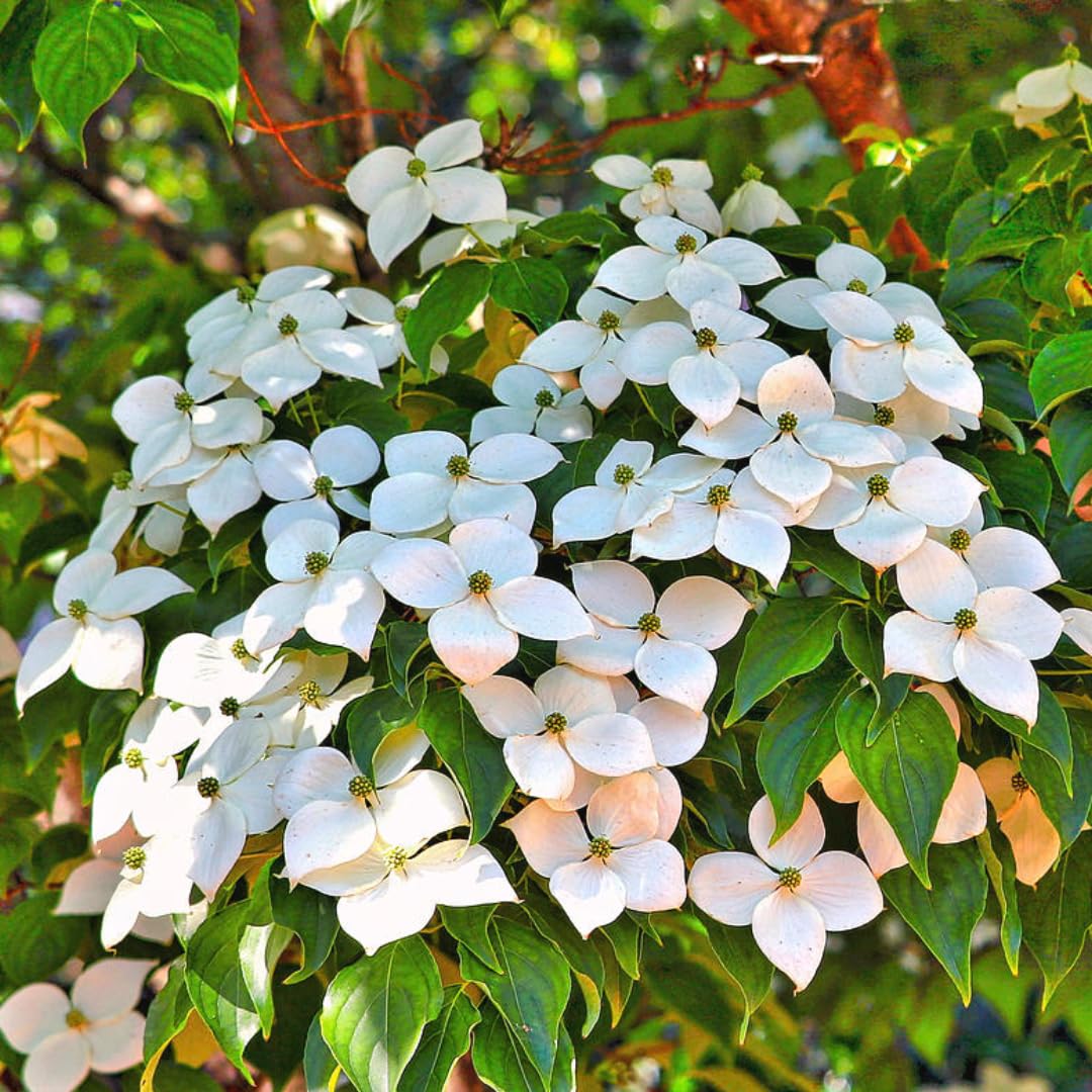 Dormant Dogwood Tree Live Plant, 9 Months Old 6-12 Inch Tall in Quart Pot, Dogwood Tree Potted, Perennial, Well Rooted Plants, Cold Hardy (White Kousa)