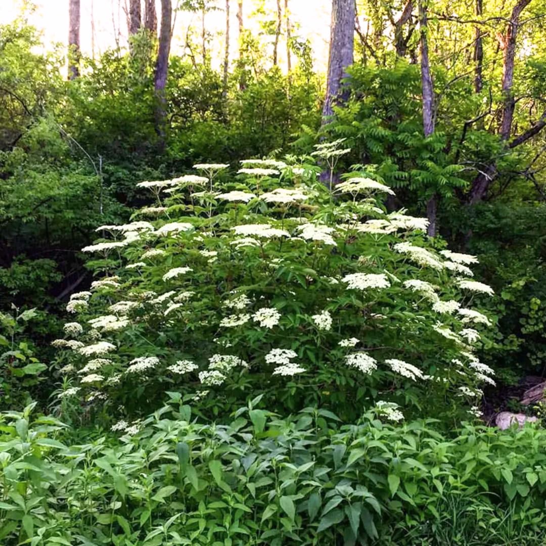 Sweet Elderberry Tree Live Plant for Zones 4 to 8, Cold Hardy American Elderberry Bush Shrub Size 1-2 Feet in Tall, Outdoor Planting