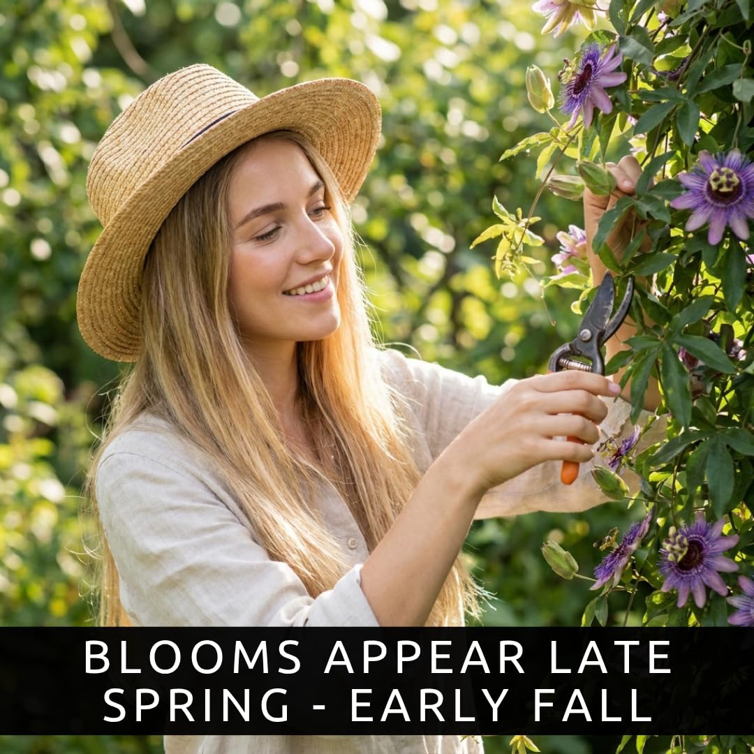 Passion Flower Seeds 50+ Pack Grow Exotic Passion Vine Climbing Flowers for Trellis Fence or Containers Bonsai Option Fast Growing Ornamental Garden Plant