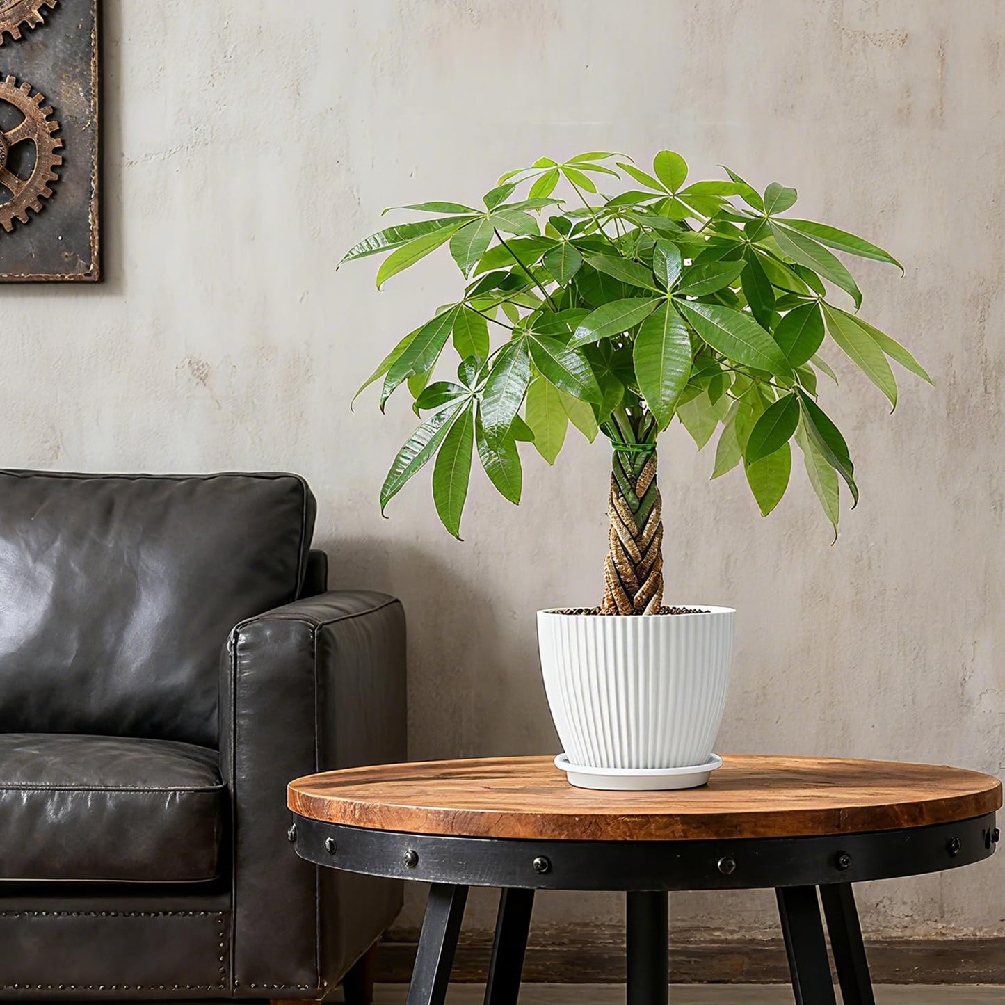 Sprout N Green 8-10" Money Tree with 5 Lucky Braid, Live Plant with White Stripe Pot, Decoration for Indoor Home Office Tabletop Windowsill Side Table, Housewarming Christmas Gift