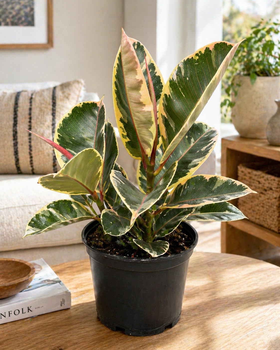Variegated Rubber Plant, Ficus Elastica, Creamy White, Soft Green and Pink Foliage, 1 Gallon, Low-Maintenance Indoor Houseplant