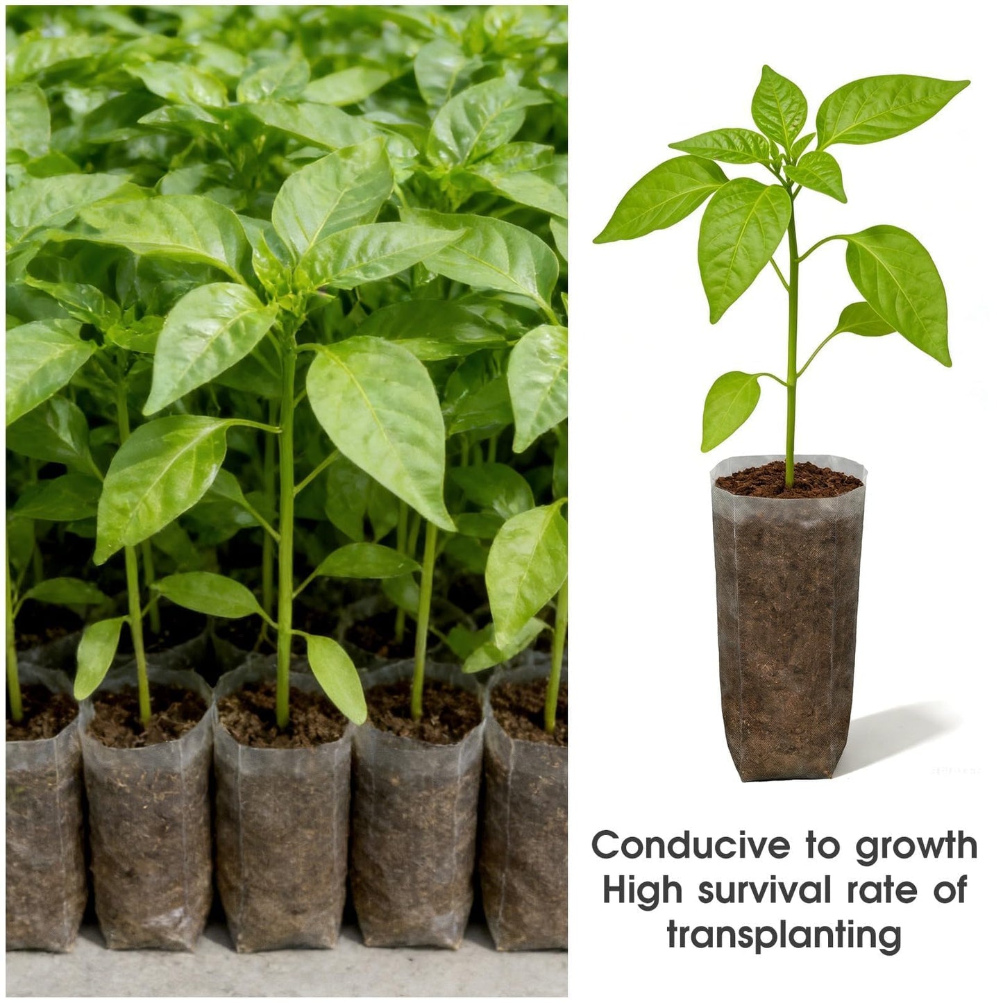 Augshy 100 Pcs Nursery Growing Bags, 7.5x11.6 inch Breathable Non-Woven Plants Grow Fabric Plant Grow Bags for Vegetable Seed Starter Home or Outdoor Garden Supply
