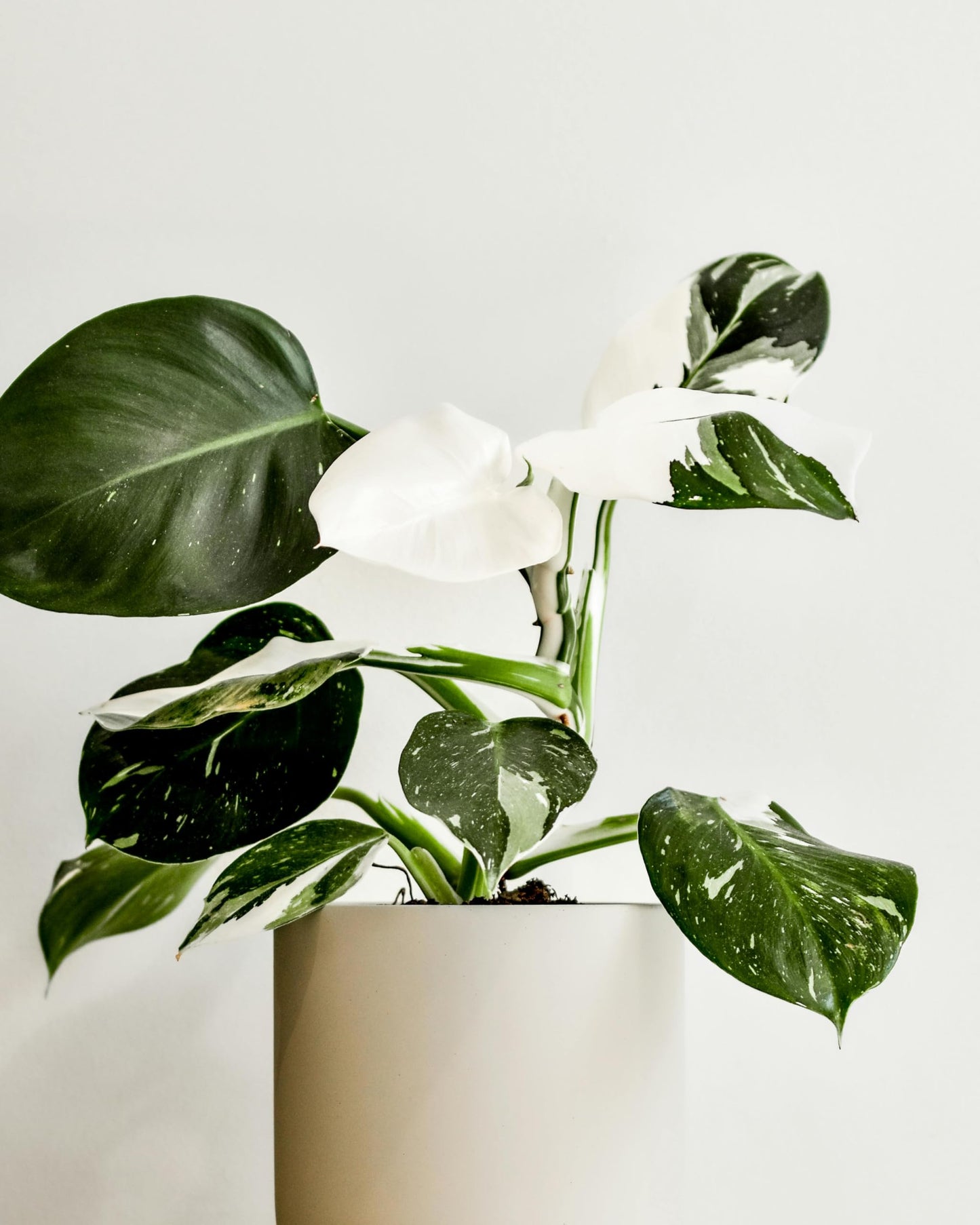 Live Plant - Philodendron White Wizard, 4-6” Tall 2” Plug - 1ct - Live Arrival Guaranteed - House Plants for Home Decor & Gift