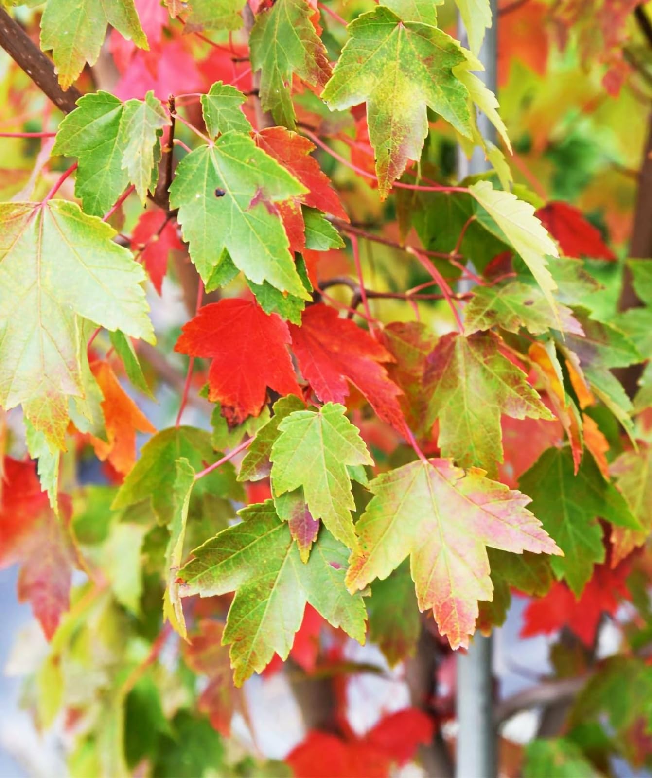 Live Plant - Sun Valley Red Maple Tree - 8-14" Tall - 2.5" Pot - Live Plant - Ships Potted