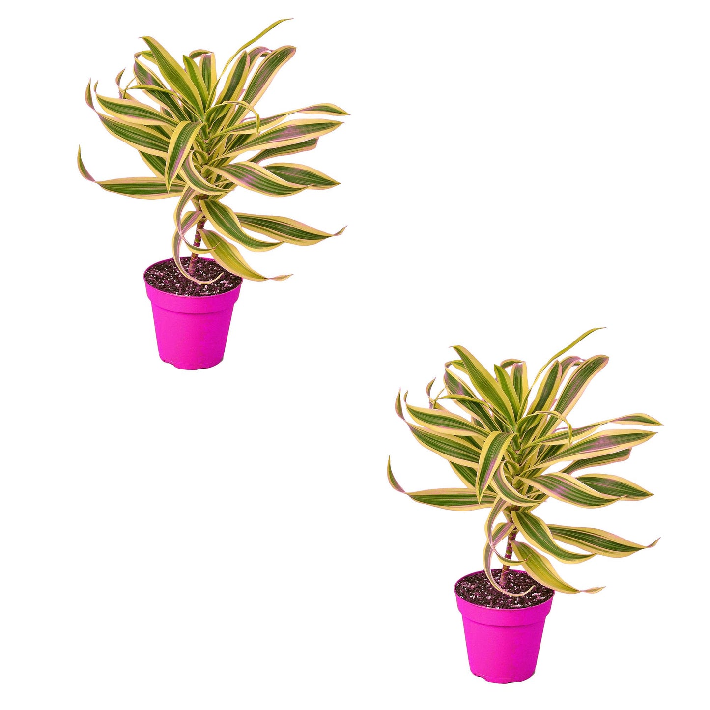 2 Pack Dracaena 'Song of India' in 6in Pot - Live Plants Tropical Houseplants | Variegated | USA Growers | The Snobby Leaf