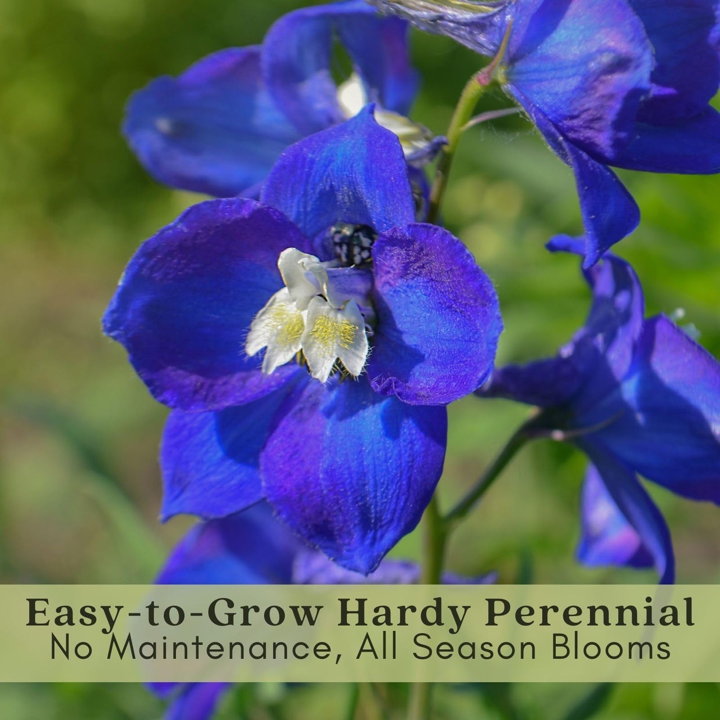 Clovers Garden Delphinium Blue Mirror (Larkspur) Plants – Two (2) Live Plants – Non-GMO - Not Seeds - Each 4" to 8" Tall – in 4" Inch Pots – Large Flower Spikes