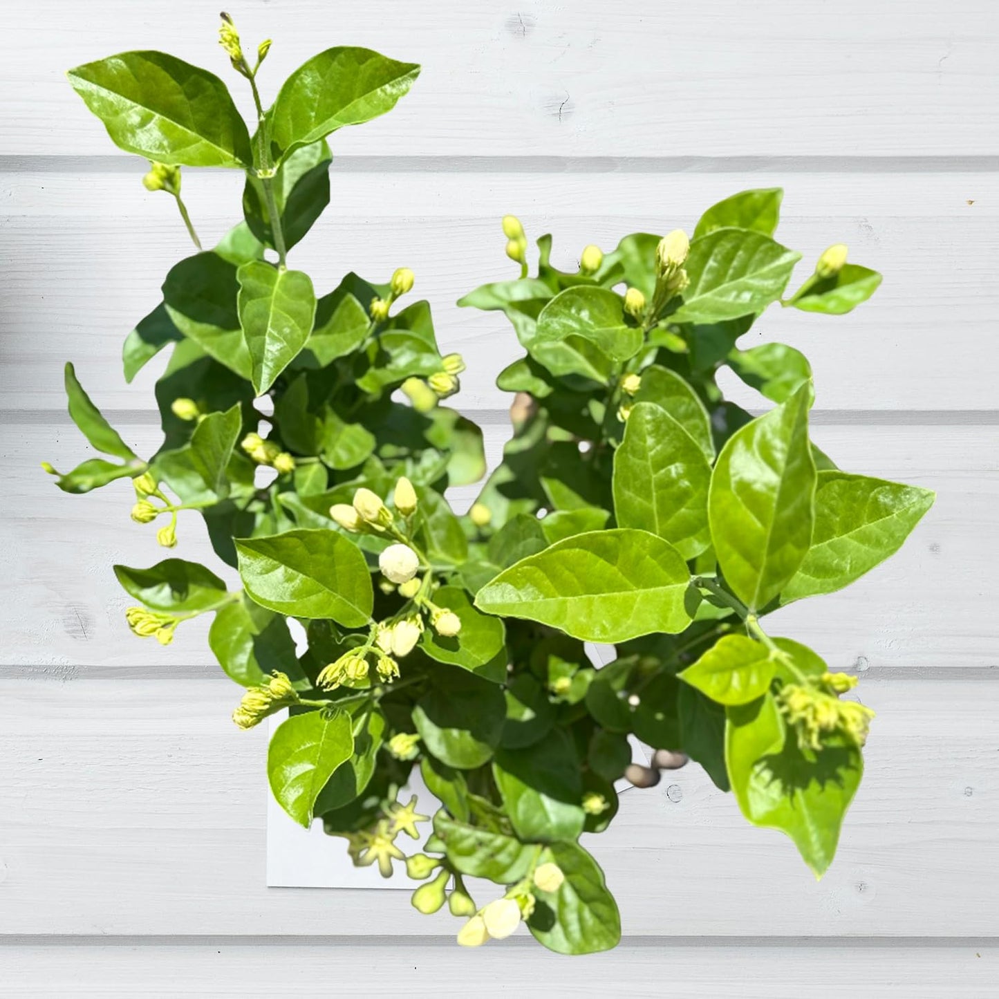 Live Jade Sambac Plant in 6" Pot - Rare Fragrant Jasmine Variety, Easy Care Tropical Houseplant for Home Decor, Gardens, and Unique Gifts (Heat Pack Included)