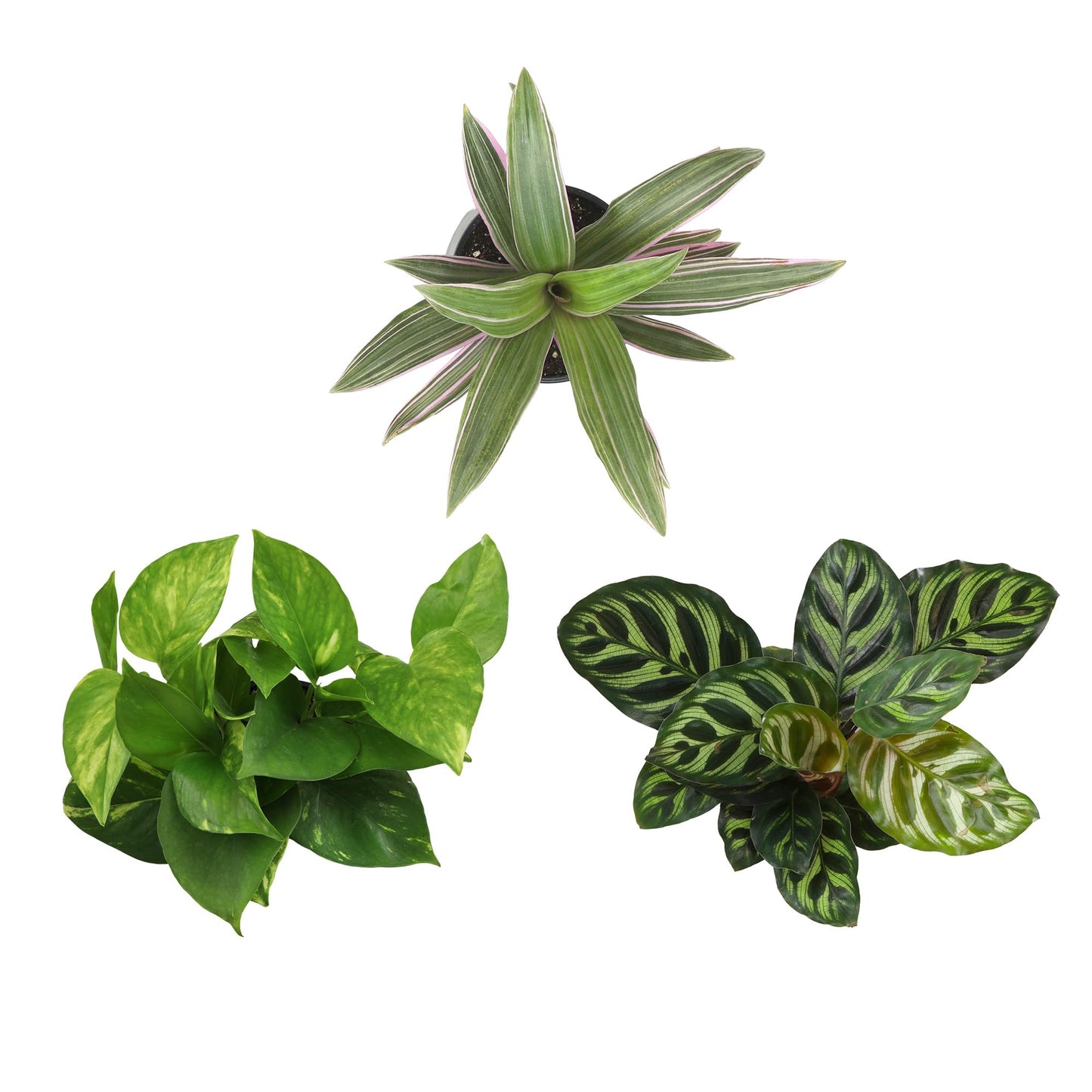 Essential Houseplant Collection (3PK) Live Plants Indoor Plants Live Houseplants in Plant Pots, Easy House Plants Indoors Live, Snake Plant, Pothos in Potting Soil, Clean Air Plants by Plants for Pets