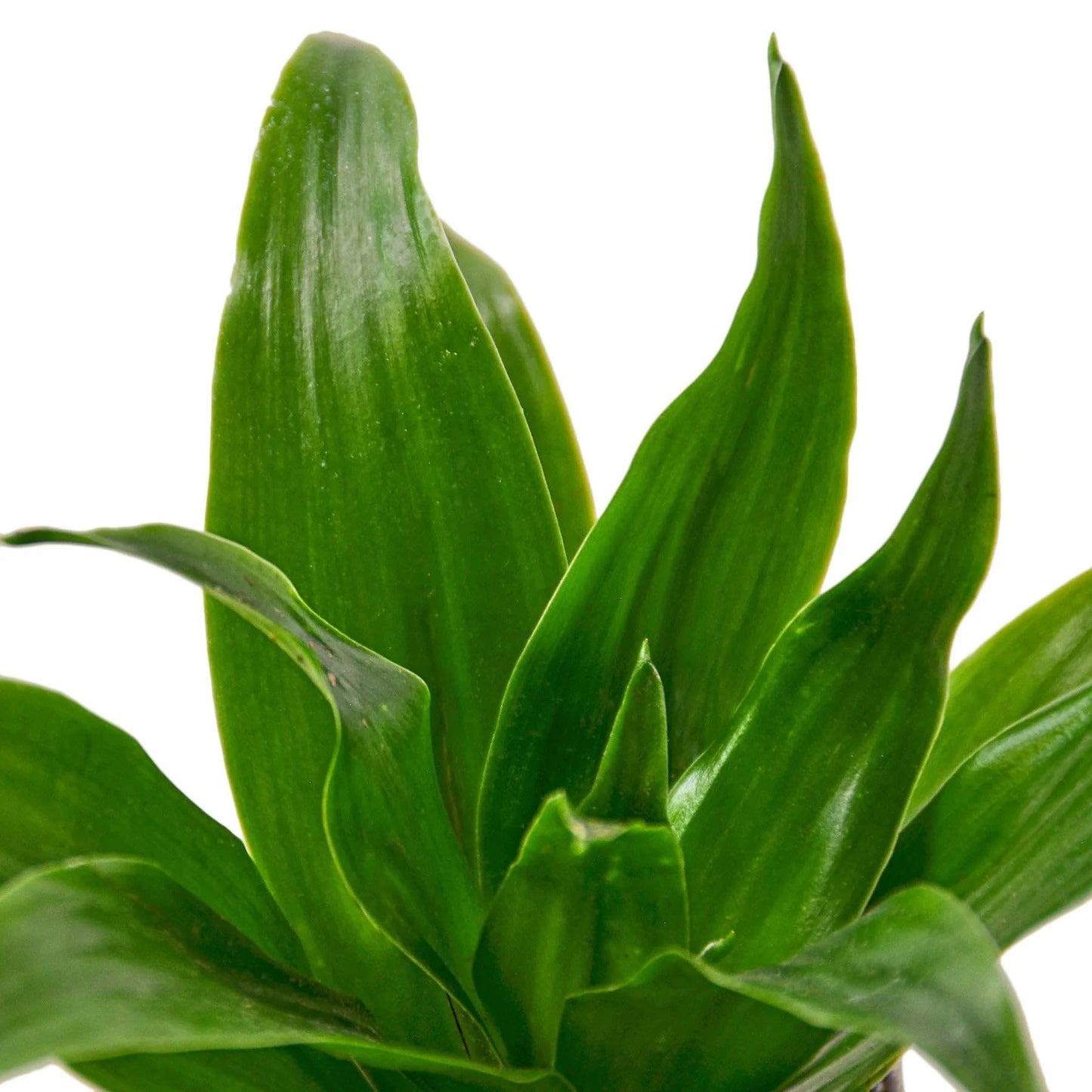 10 Pack Dracaena 'Janet Craig' in 3in Pot - Live Plants Tropical Houseplants | Variegated | USA Growers | The Snobby Leaf