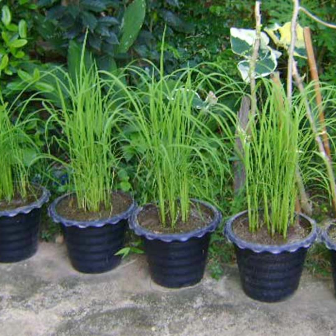2 Lemon Grass Live Plants in Pot for Outdoor Planting, 4-10 Inc Tall Live Lemongrass Plants for Planting in Spring, Fragrant Herbs