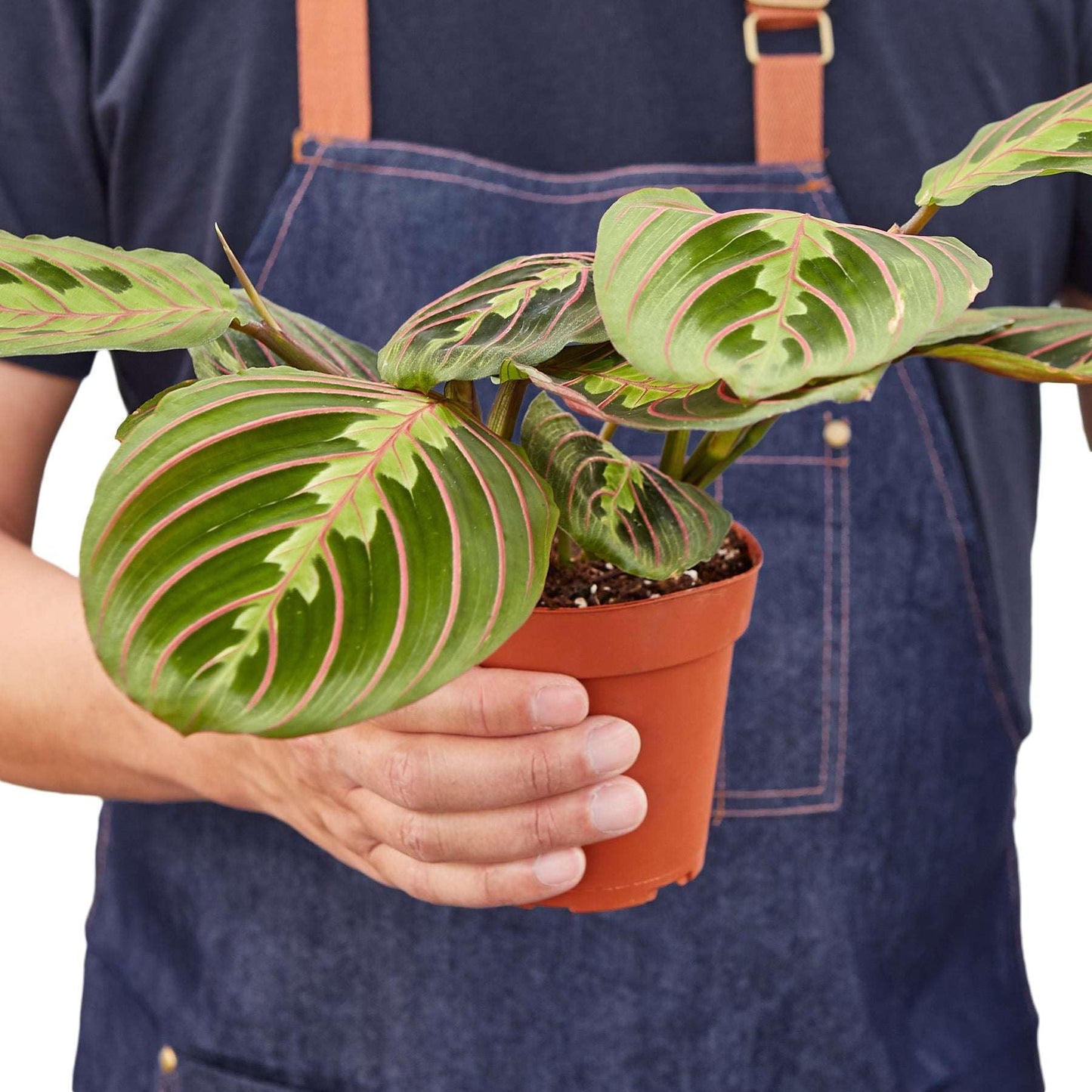 Maranta 'Red Prayer' Live Plant for Indoor | Different Houseplants in 4'' & 6'' Pot | Real House Plant for Living Room, Office, Desk & Bathroom | Prayer Plant