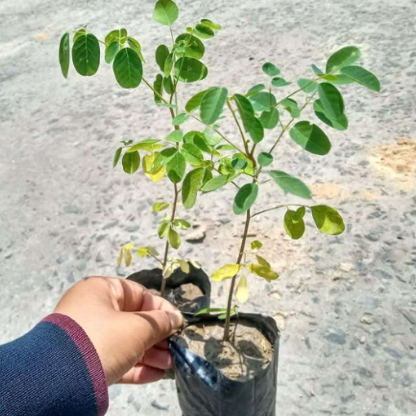 Moringa Tree Live Plant, Malunggay Moring Plant in 4" Pot, 7-10" Well-Rooted, Drumstick Horseradish Trees Live Plants for Planting