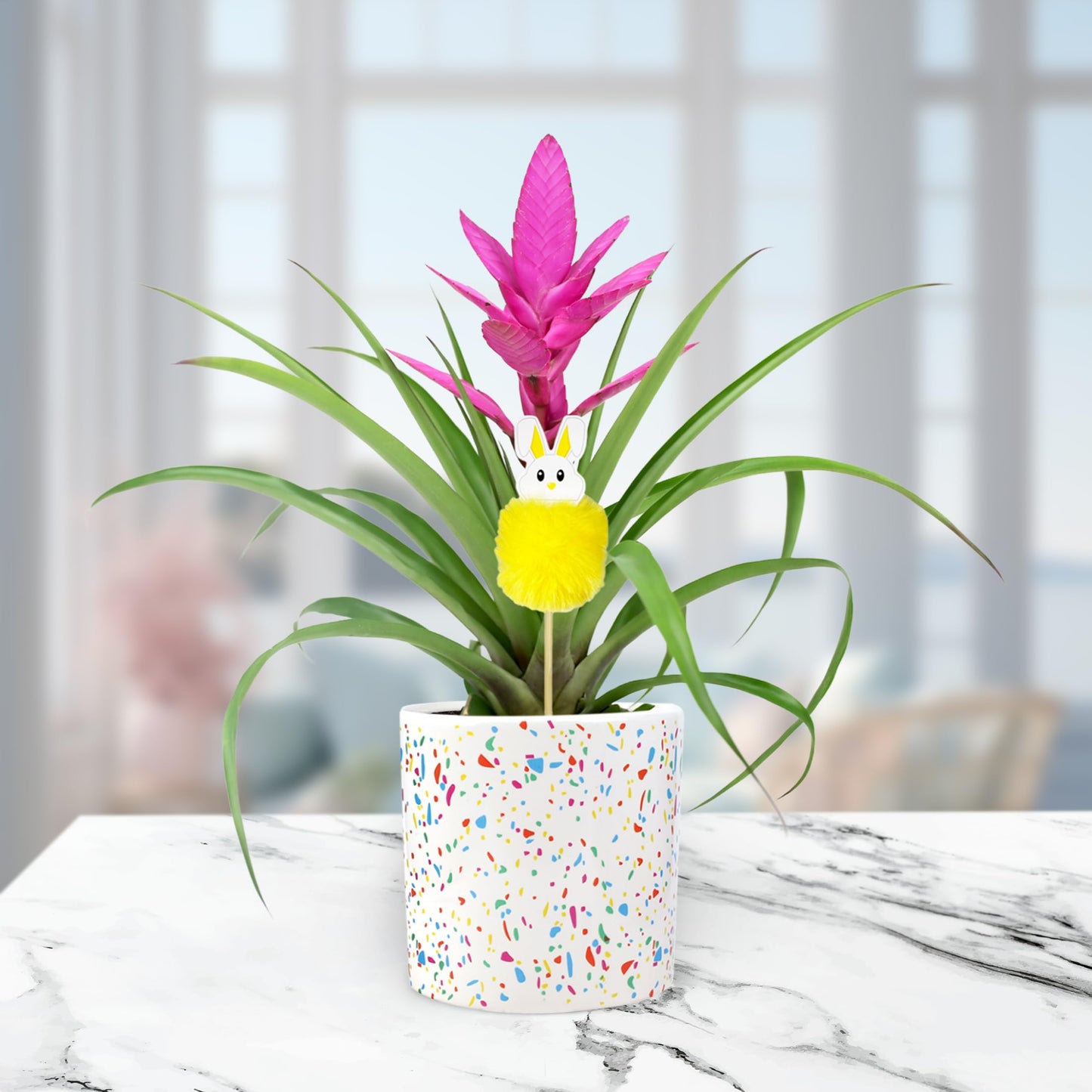 Green Circle Growers Pink Antonio Bromeliad in a 5" Terrazo Pot with Bunny Pick, Live Indoor Plants, House Plant