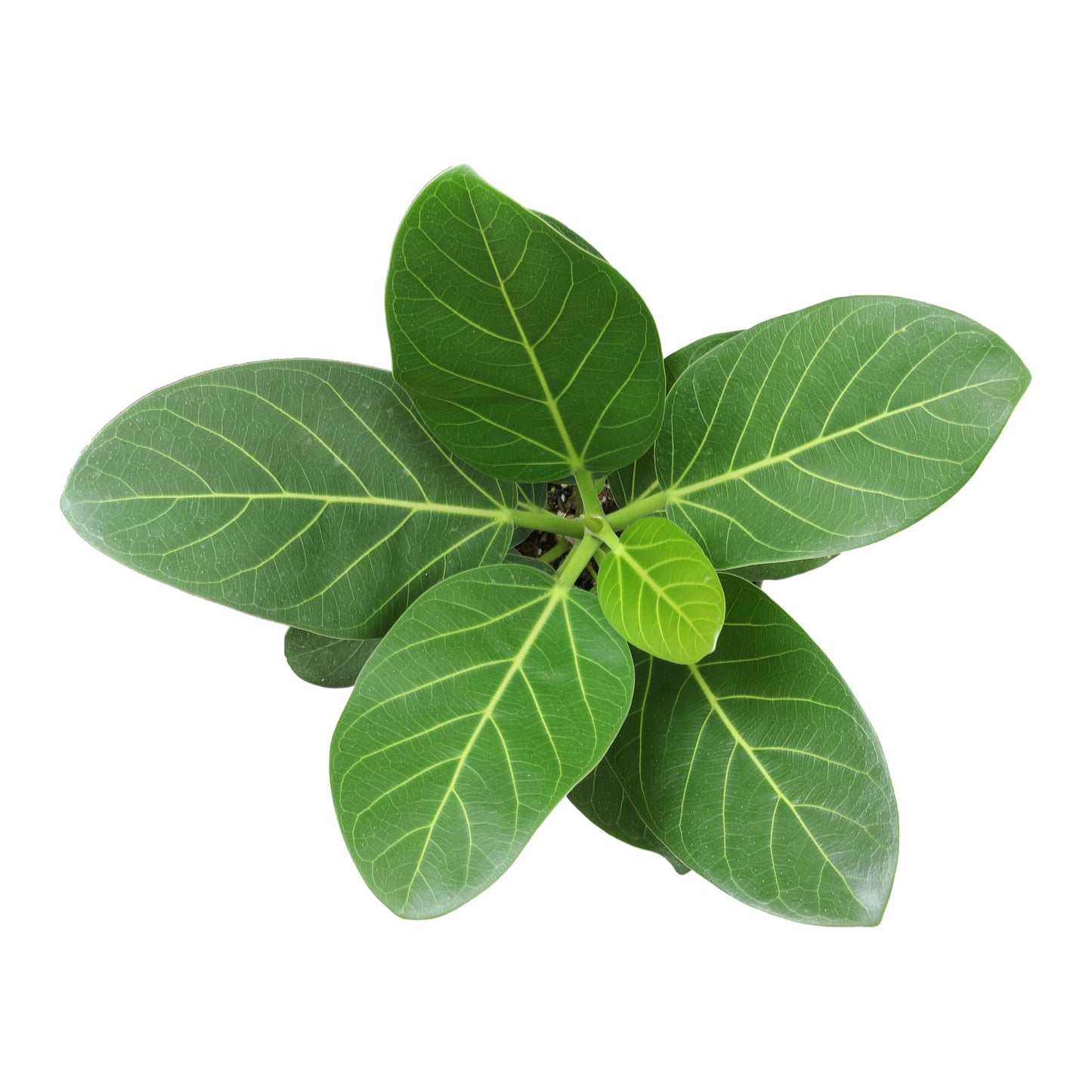 Ficus Audrey, Rubber Tree Houseplant Decor in 6" White Pot, Easy Care, Live Ficus Benghalensis, Live Botanical, Real Housplants, Decorative & Air Purifying, Great for Gifting by Plants for Pets