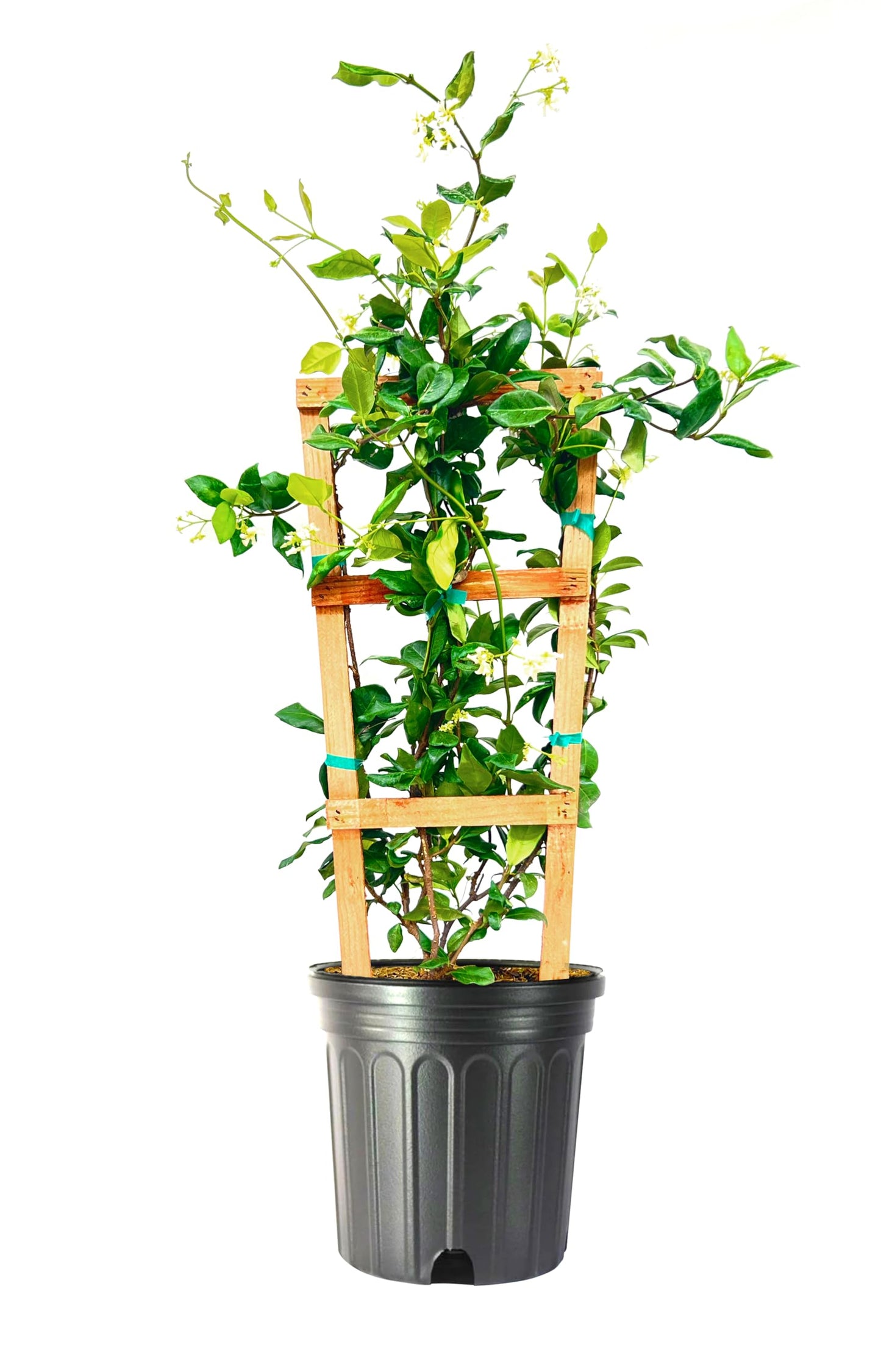 Star Confederate Jasmine | 1 Extra Large Trade 3 Gallon Plant | Trachelospermum jasminoides | Flowering Vine Plants | Evergreen Ground Cover for Landscaping