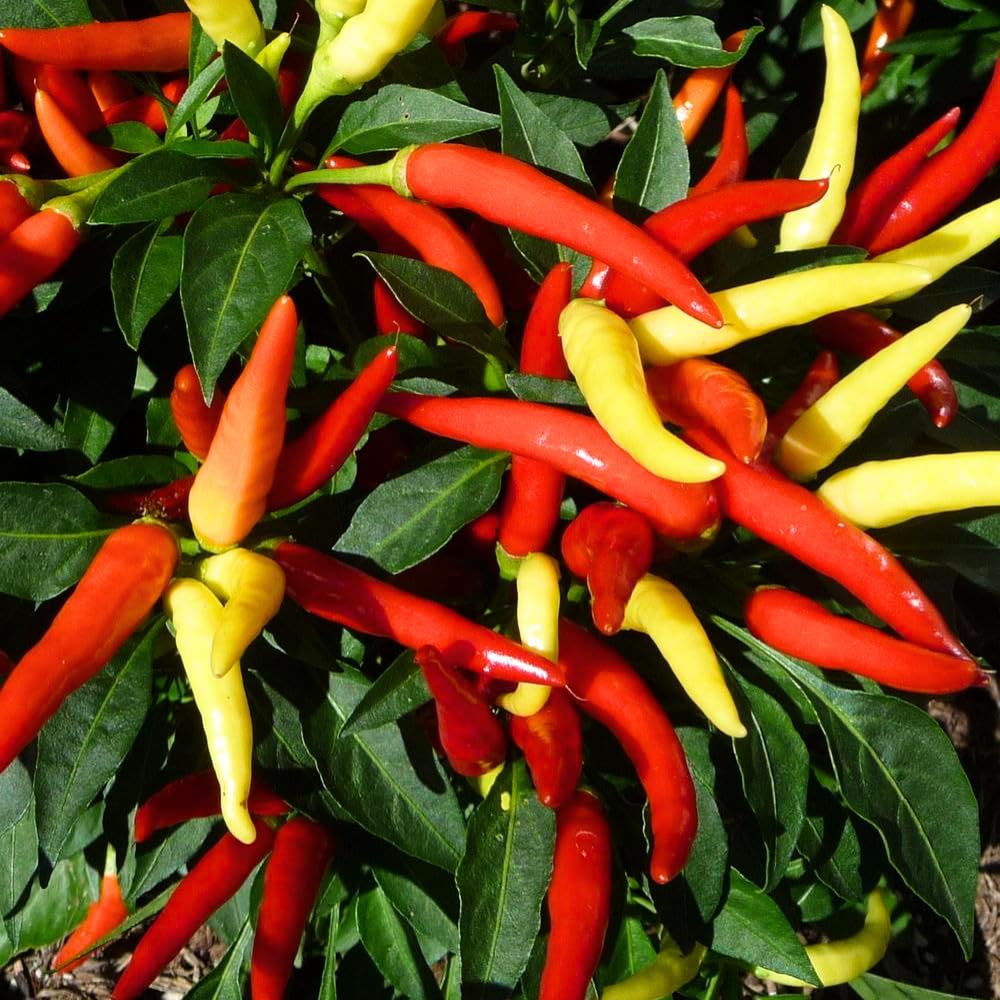 Pepper Plants Live for Planting, in 4" Pot, Hot Chili Pepper for Indoor and Outdoor Growing (Medium Hot Pepper)