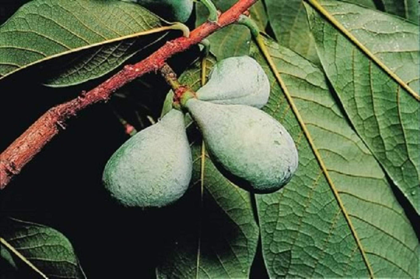 8-16" Tall Asimina triloba Pawpaw Plant, (Poor Man's Banana) 1 Year Old