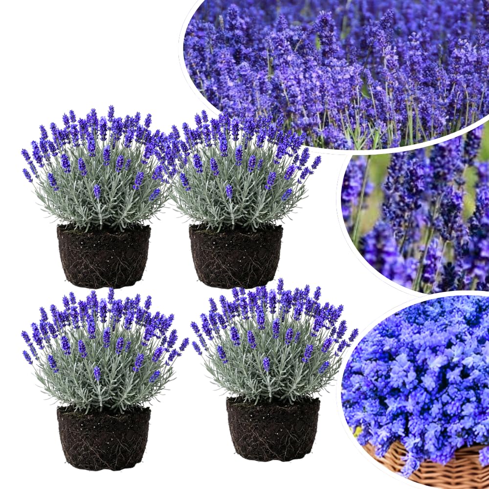 3 Lavender Plants Live Starter Plants Plugs 1-3" in Tall, Hardy Perennial Lavender for Garden and Landscape with Fragrant Purple Blooms, No Pot (Blue Purple)