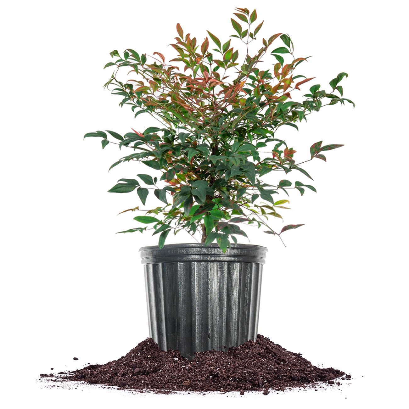 PERFECT PLANTS Gulfstream Nandina 3 Gal. Pot | Heavenly Bamboo | Low Maintenance | Vibrant Color Changing Foliage