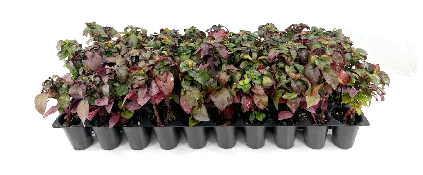 Alternanthera Little Ruby | 1 Live Plant | Alternanthera Dentata | Vibrant Foliage | Low Maintenance | Garden & Patio Decor | Fast Growing Groundcover | Outdoor Landscaping Shrub