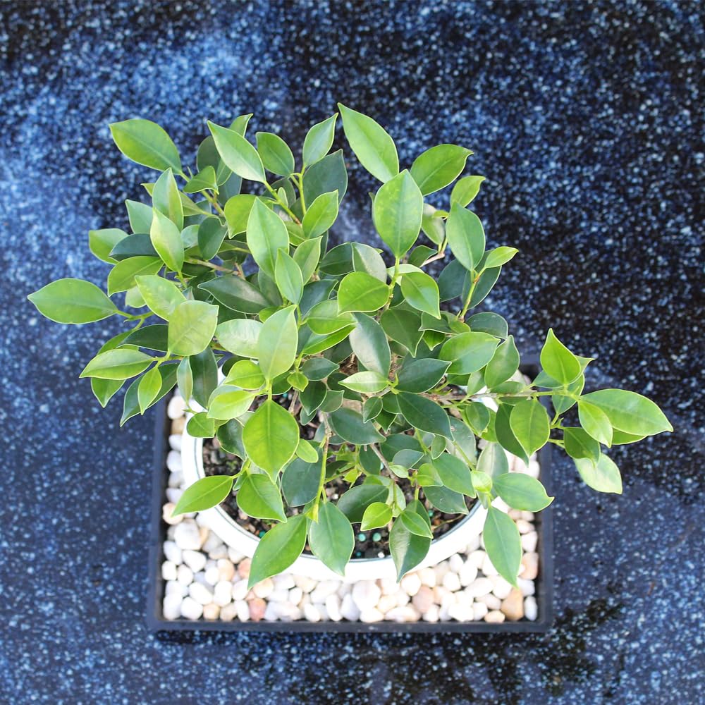 Brussel's Bonsai - Live Golden Gate Ficus Bonsai Tree with Ceramic Bonsai Pot & Humidity Tray, Indoor Bonsai Plant, 7 Years Old, 8-16 Inches Tall, Easy Care Houseplant for Home or Office (Medium)