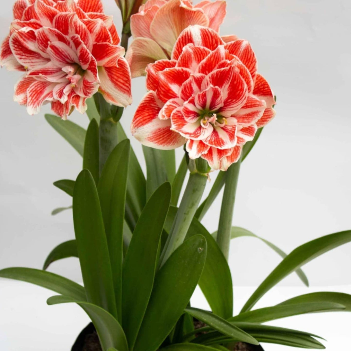 Amaryllis ‘Dancing Queen’ Bulb – Striking Double Red and White Blooms | Premium Outdoor Hippeastrum Variety, Easy-to-Grow Perennial Flower Bulb for Vibrant Summer and Garden Color Displays