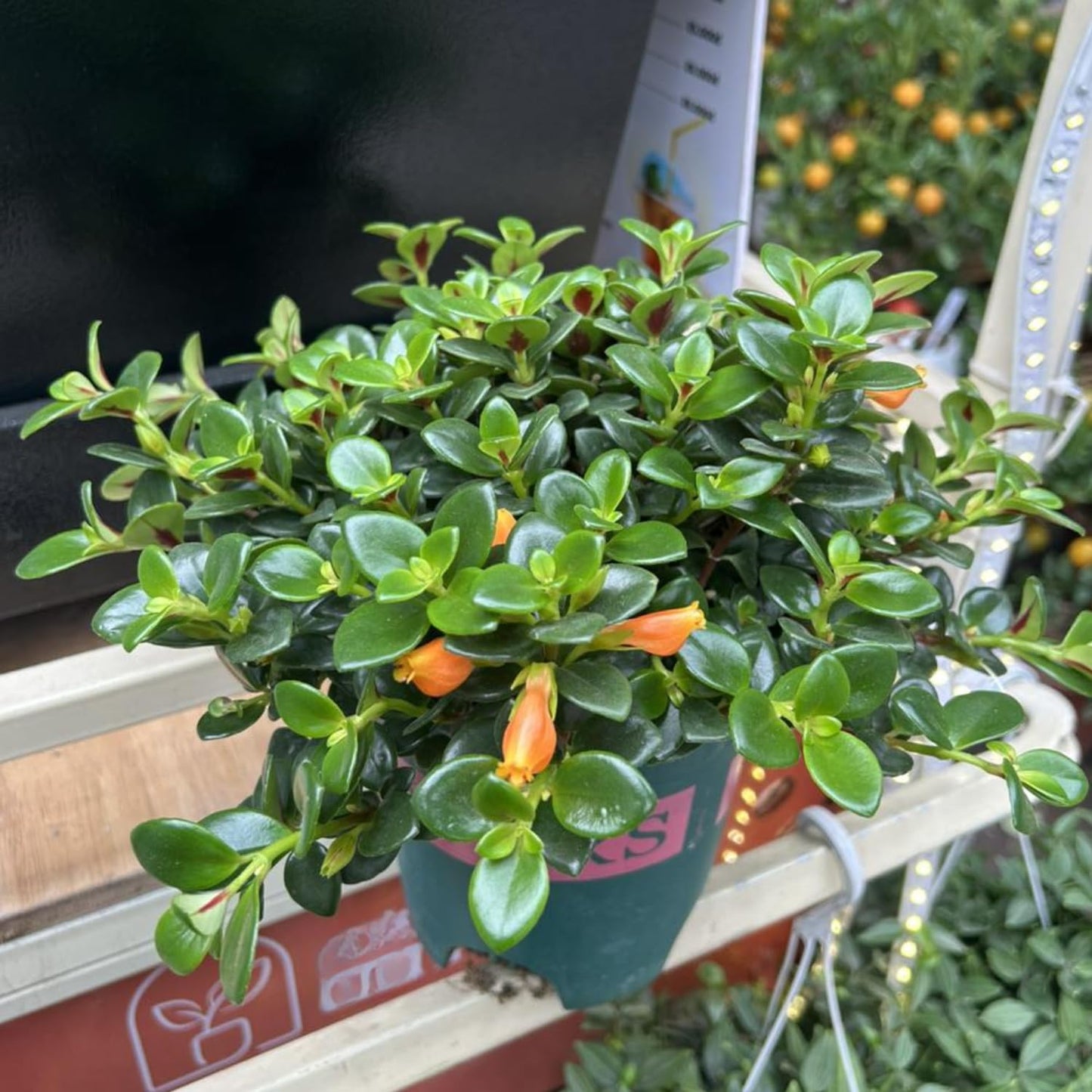 Goldenfish Plant for Planting in 4-Inch Pot | Vibrant Trailing Goldfish Live with Orange Blooms | Perfect for Indoor Displays | Unique Gift for Plant Enthusiasts