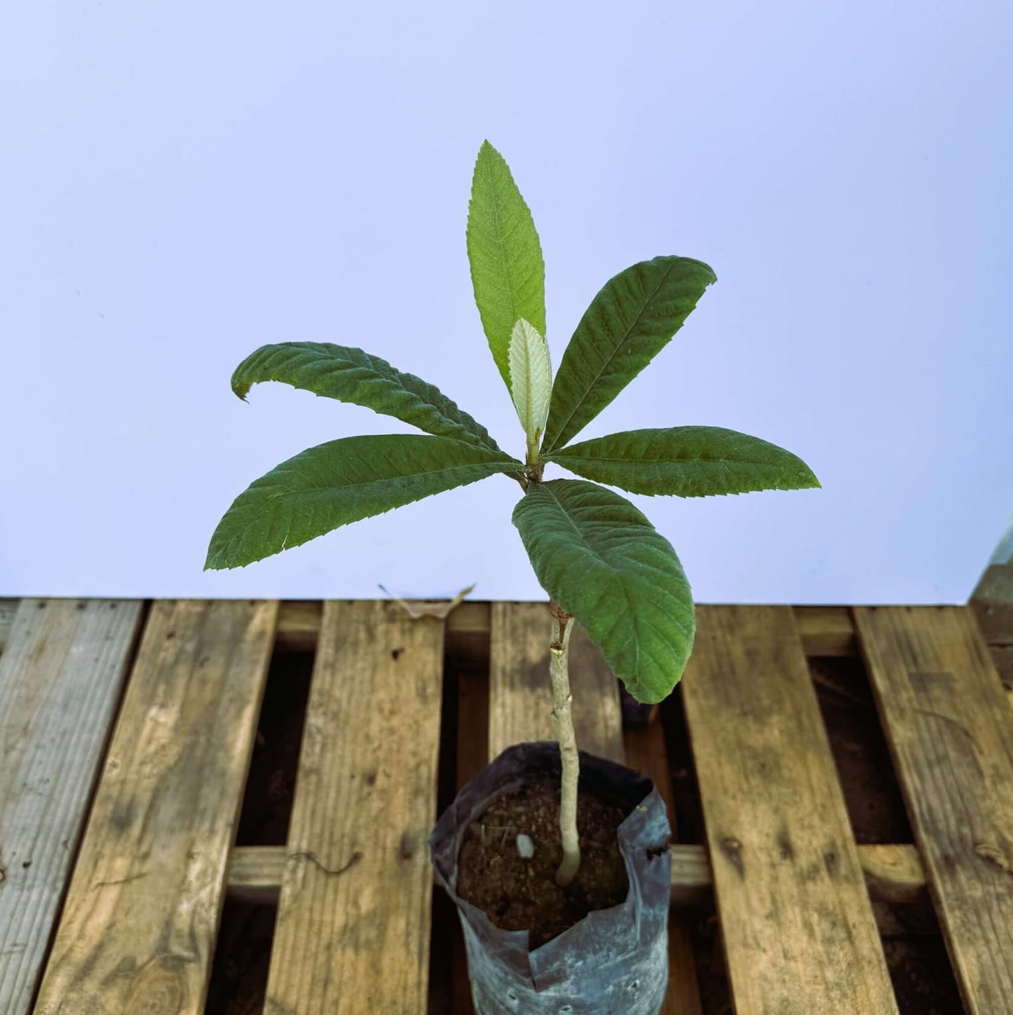 Grafted Loquat (Eriobotrya Japonica) Tropical Plantae Live Fruit Tree 2′-3′ feet