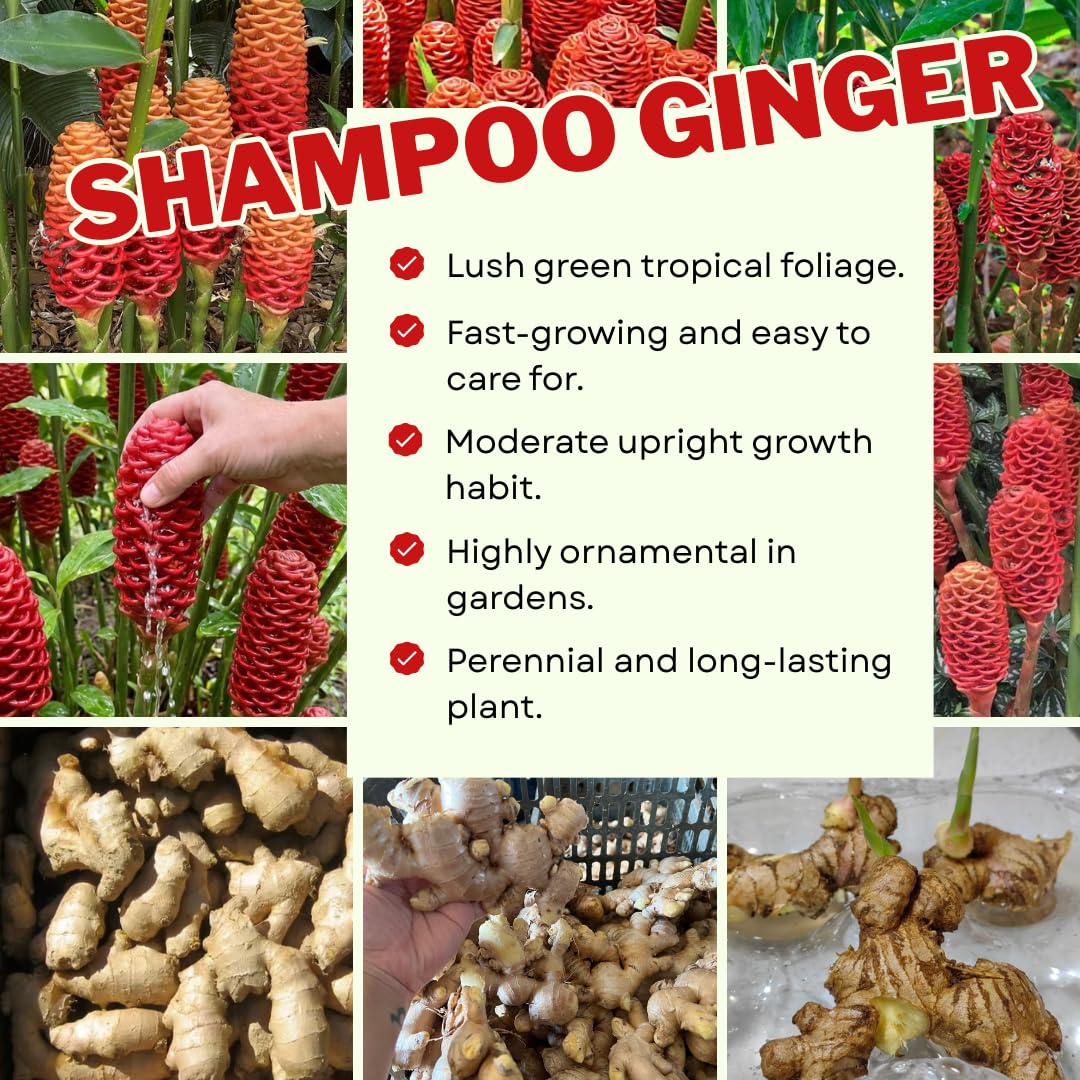 10 Awapuhi Shampoo Ginger Roots, Zingiber Zerumbet Pinecone Ginger Lily, Red Ginger Flowers to Grow, Ginger Rhizomes