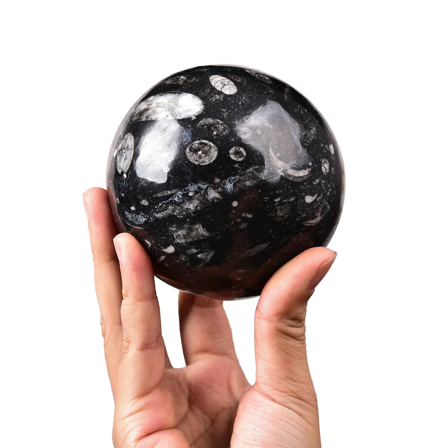 AMOYSTONE Large Orthoceras Fossil Divination Sphere for Collector Gift