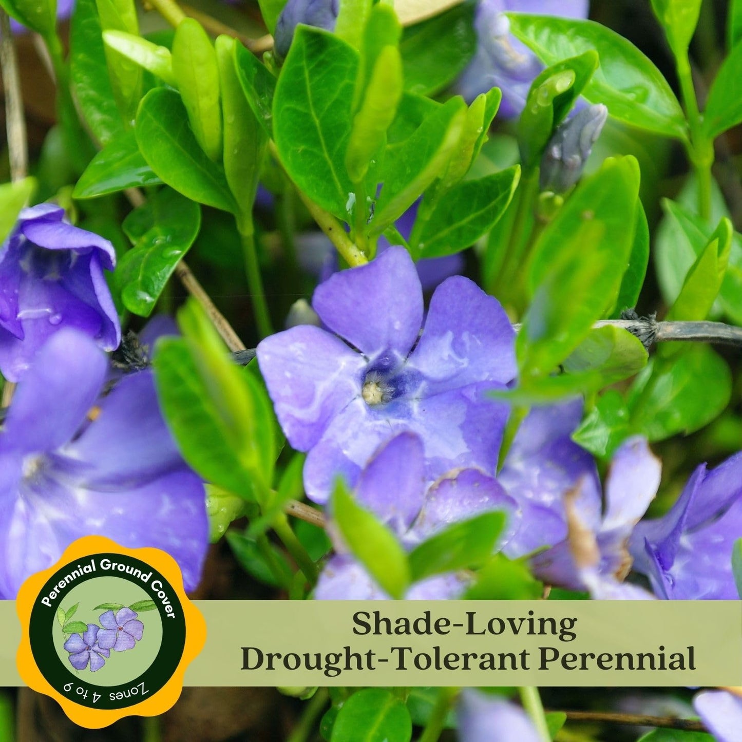 Clovers Garden Creeping Myrtle Periwinkle Plants - Two (2) Live Plants - Non-GMO - Each 4" to 8" Tall - in 4" Pots - Vinca Minor Perennial Ground Cover, Deer Resistant