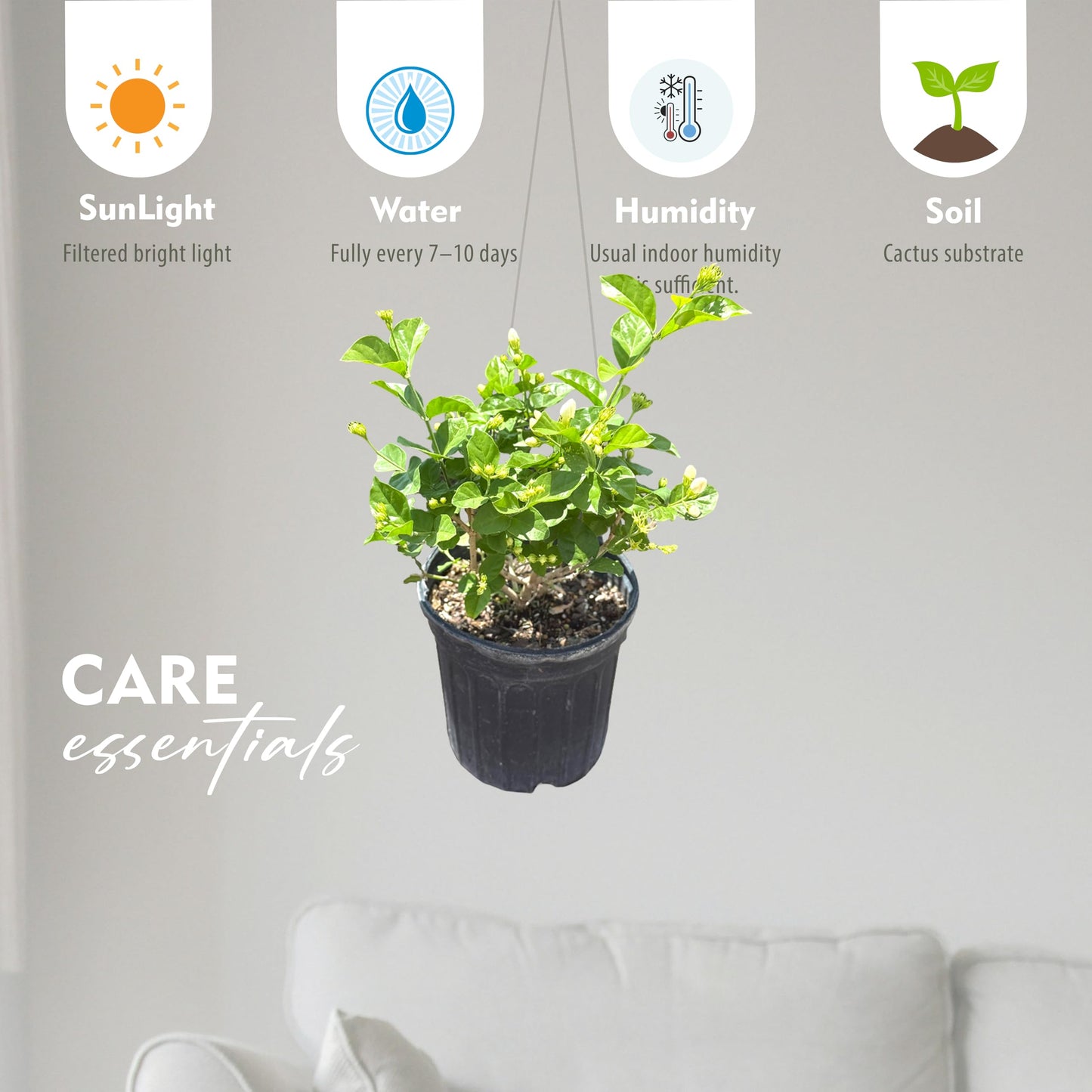 Live Jade Sambac Plant in 6" Pot - Rare Fragrant Jasmine Variety, Easy Care Tropical Houseplant for Home Decor, Gardens, and Unique Gifts (Heat Pack Included)