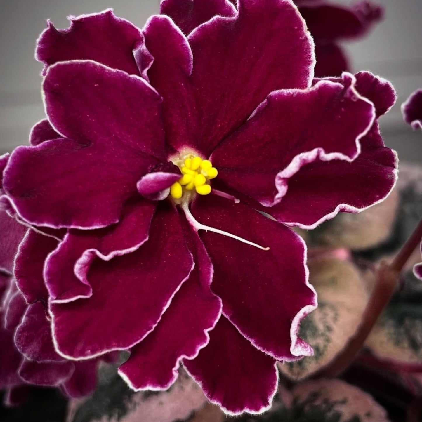 African Violet Plant, Live African Violet Flowers in 4'' Pot, Low-Maintenance Indoor Flowering Plant with Vibrant Blooms (Red Blooms)