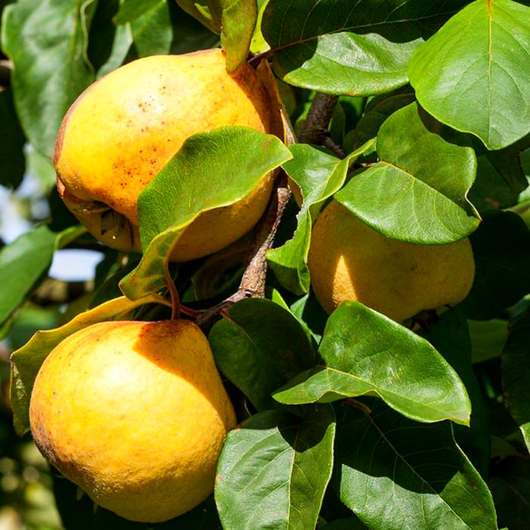 Rare Quince Tree Live Plant 2-3 Years Old Already Bearing Fruit, Yellow Quince Tree 2-3 Feet, Cold Hardy and High-yielding