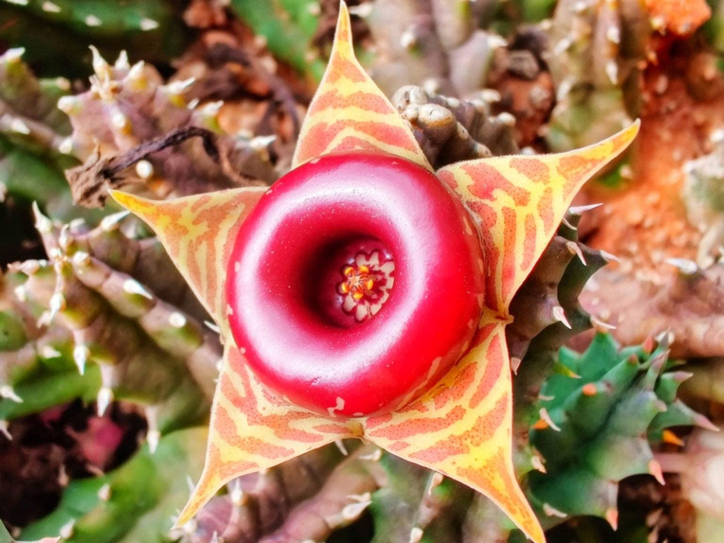 Lifesaver Cactus - Live Plant in a 4 Inch Pot - Huernia Zebrina - Rare Flowering Indoor Cactus with Red Star Bloom – Exotic, Easy-Care Houseplant for Shelf, Desk, or Windowsill